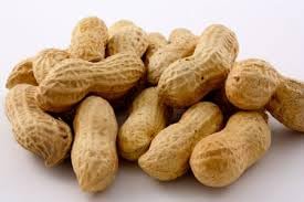 Gurley's hand holding peanut for scale showing generous size