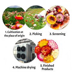 GXXDMZAQ bloom steeping in hot teacup illustrating floral aroma and warming benefit