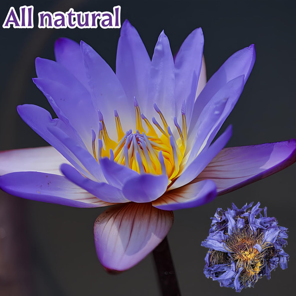 GXXDMZAQ close-up of blue lotus petals highlighting preserved texture and color