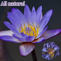 GXXDMZAQ close-up of blue lotus petals highlighting preserved texture and color