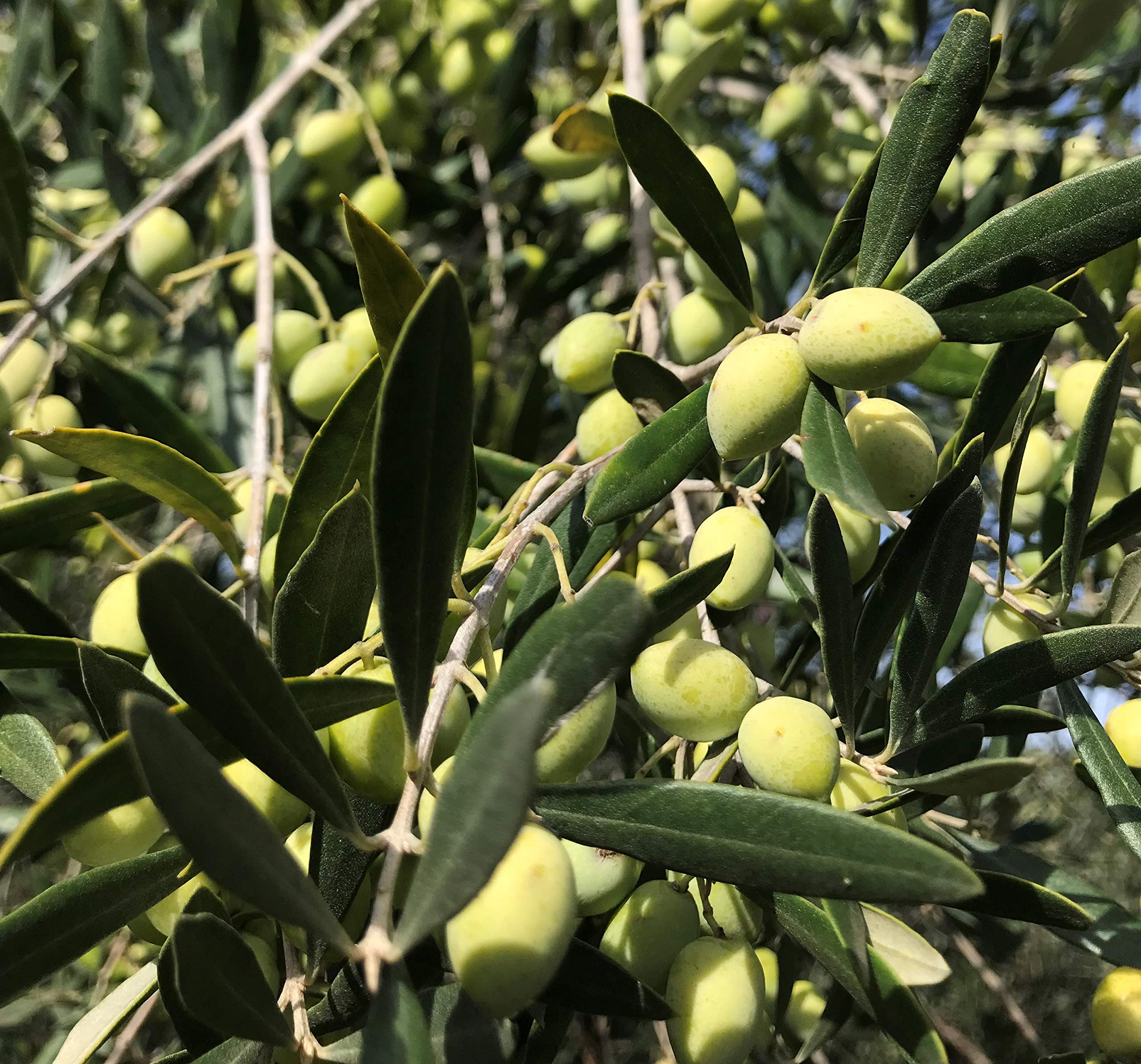 Gypsy Farms early‑harvest Koroneiki olives on branch showing peak quality