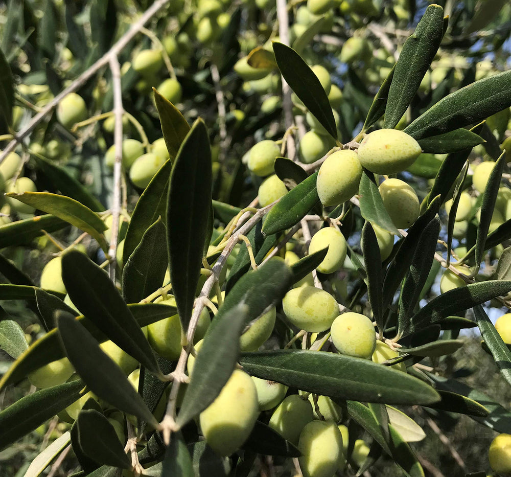 Gypsy Farms early‑harvest Koroneiki olives on branch showing peak quality