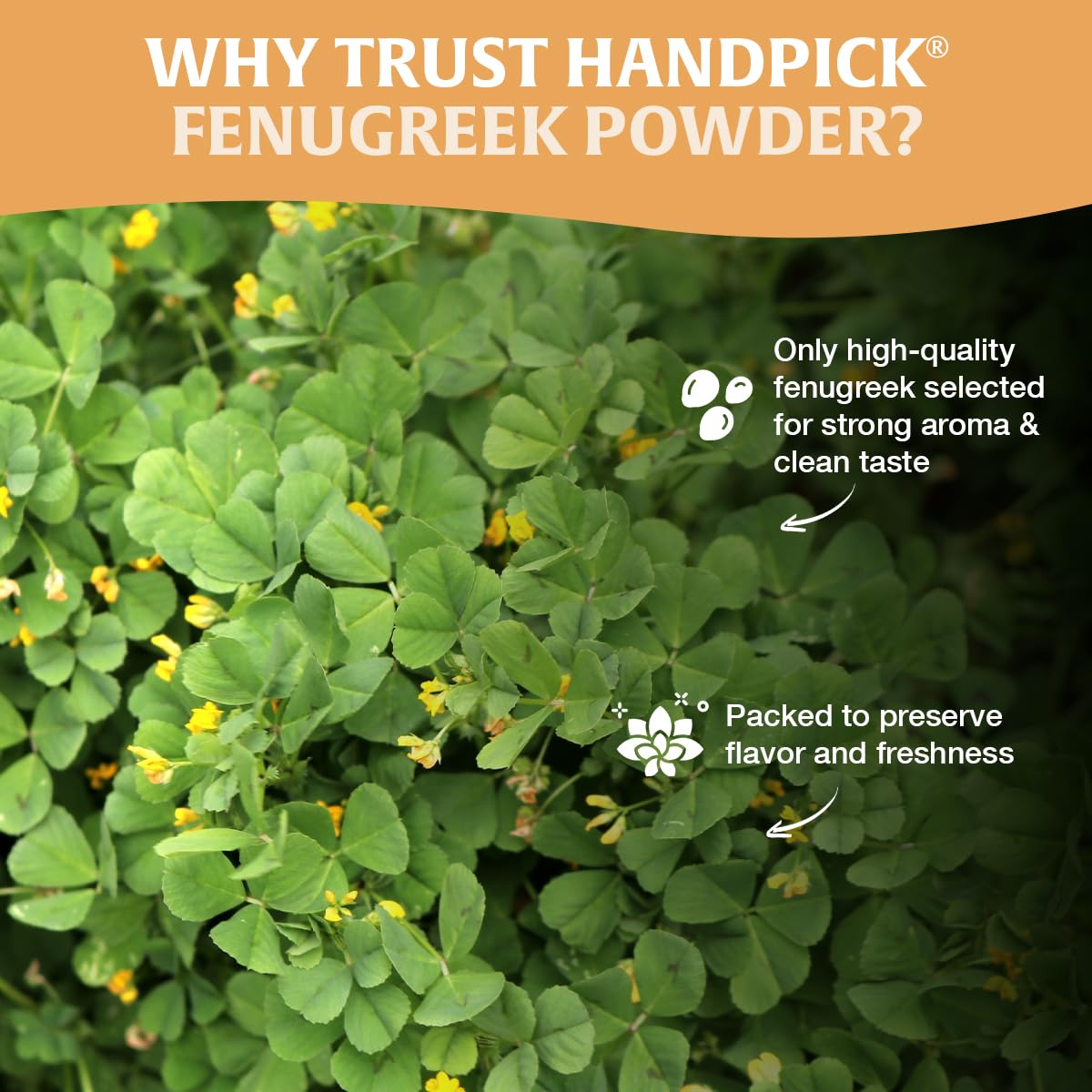 HANDPICK fenugreek in a bowl among spices demonstrating blend-friendly versatility