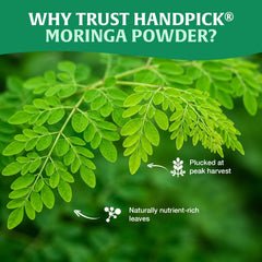 HANDPICK moringa blended in smoothie glass showing vibrant color appeal