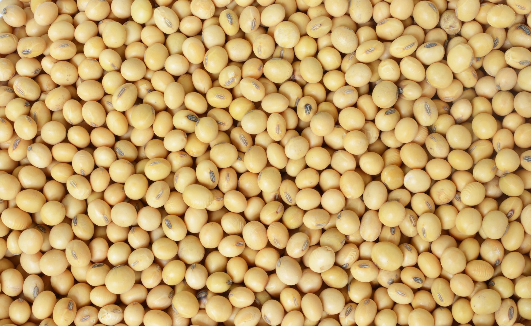 Hunza Natural Foods soybeans beside scale showing 2 lb quantity and value