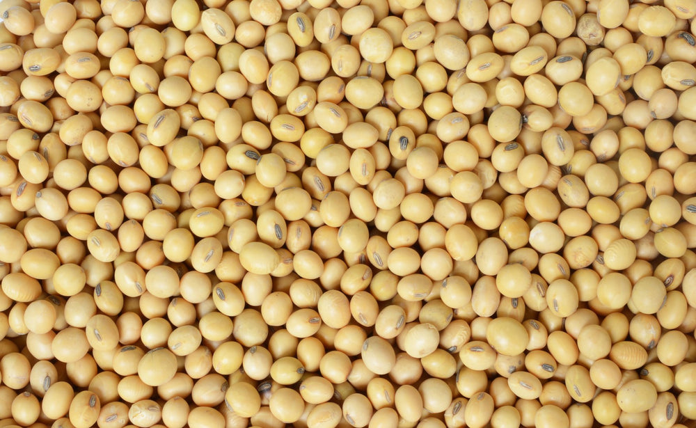 Hunza Natural Foods soybeans beside scale showing 2 lb quantity and value