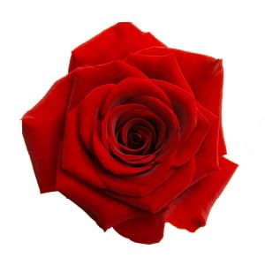 Bowl mixing Iyasa Holistics rose powder into a face mask for gentle body care