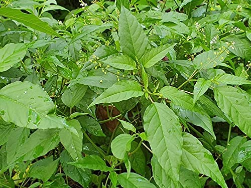 Jahno Herbs herb measured in hand to show 3 oz package size and scale