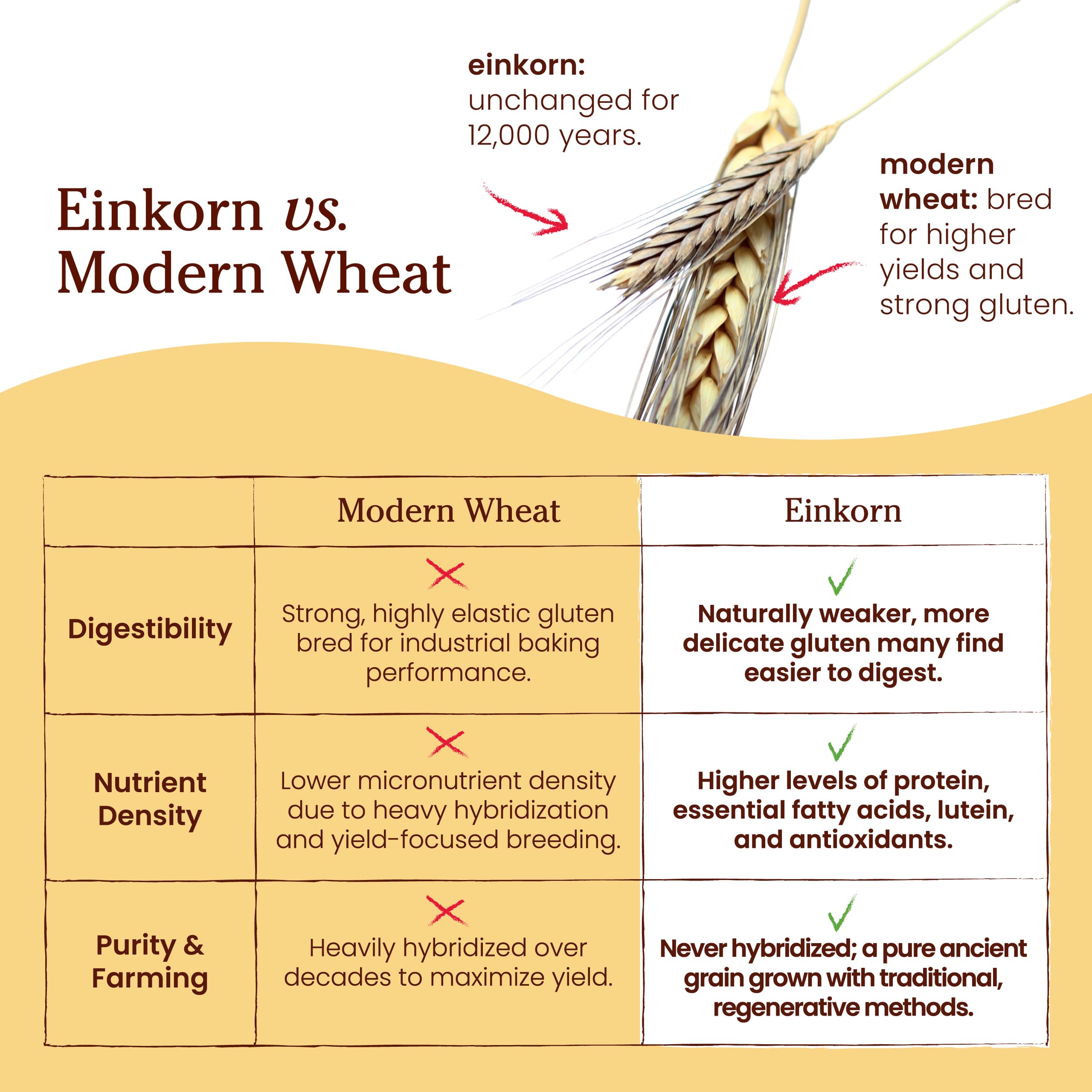 Jovial einkorn flour bag next to measuring cup for size and portion comparison