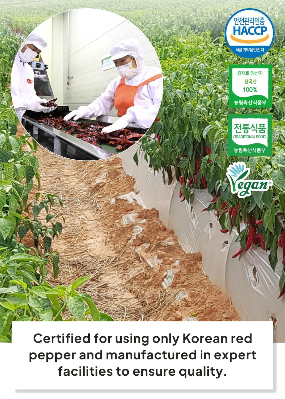 K FOOD powder mixed into kimchi bowl showing natural color and traditional flavor benefit