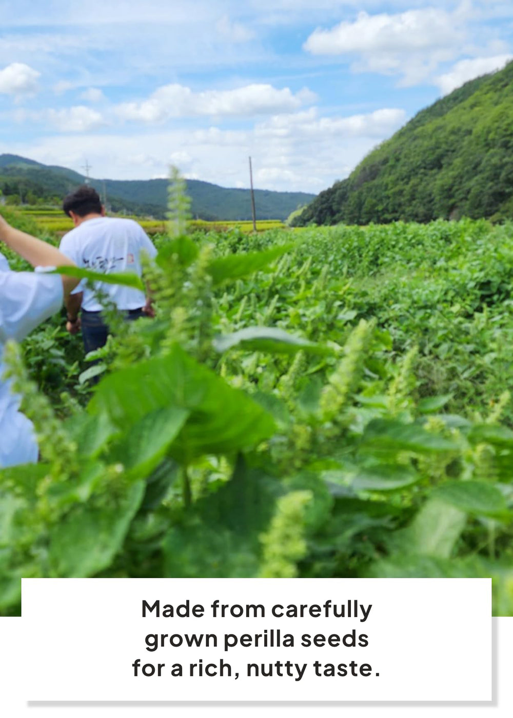 K FOOD KOREAN FOOD close-up of oil texture and color, preserves natural aroma