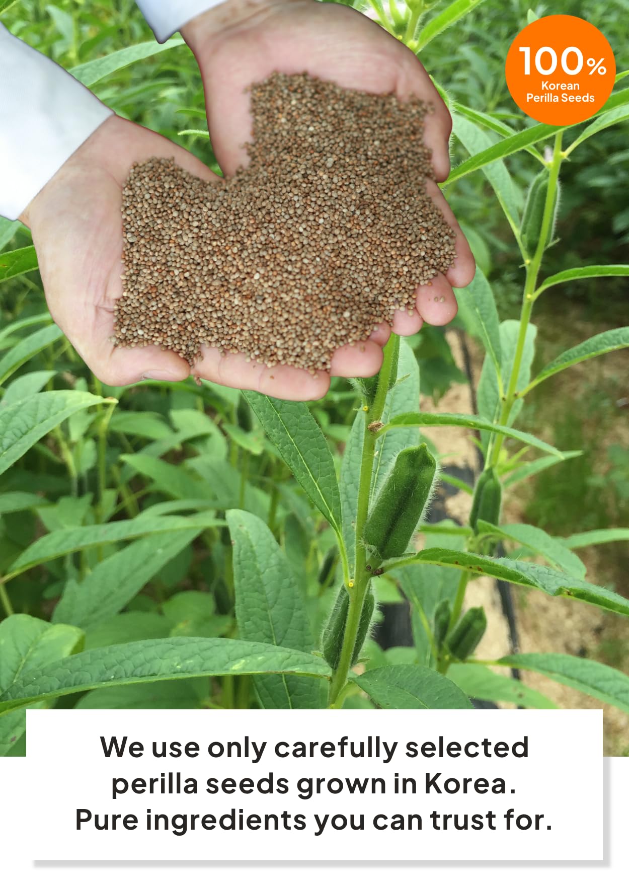 K FOOD KOREAN FOOD roasted perilla seeds illustrating traditional flavor source