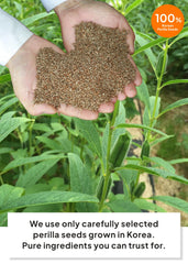 K FOOD KOREAN FOOD roasted perilla seeds illustrating traditional flavor source