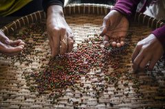 Kampot Pepper in grinder ready to freshly grind for stronger flavor