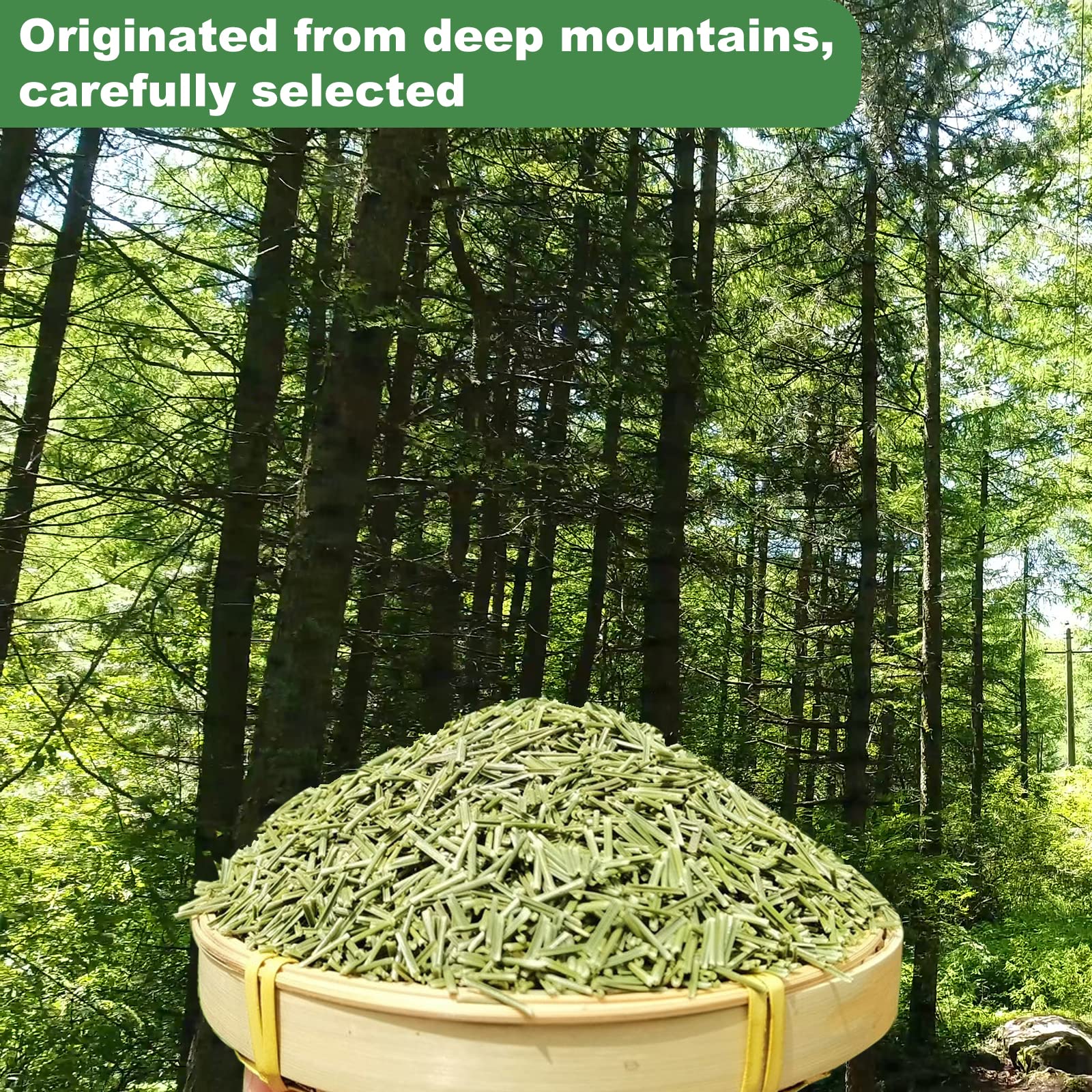 KASVAN pine needle handful next to ruler, scale view and easy portioning benefit