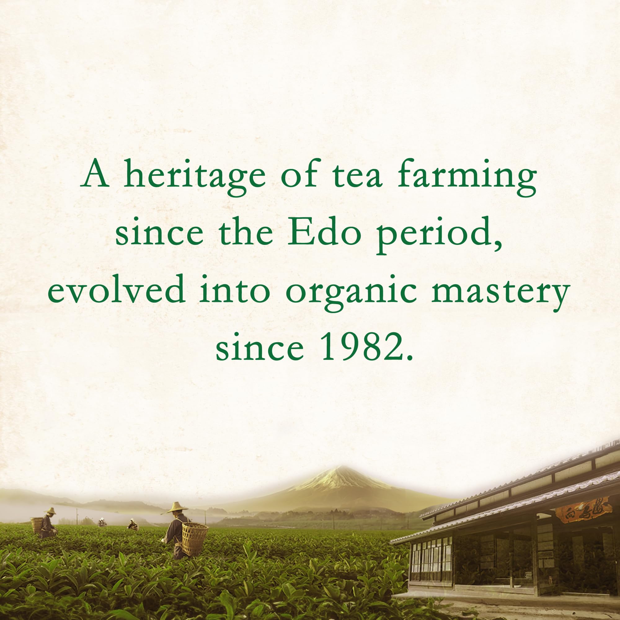 葉っピイ向島園 Shizuoka tea field highlighting sustainable organic farming methods
