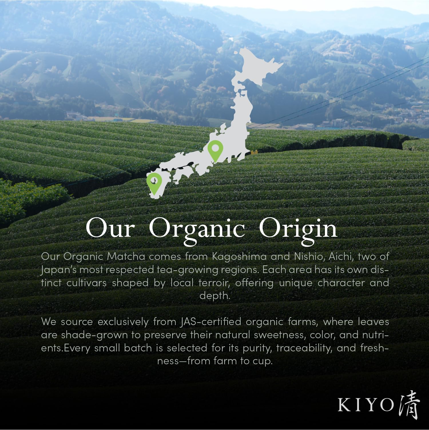 Kiyo Matcha powder on spoon showing fine grind for easy whisking and crema benefit