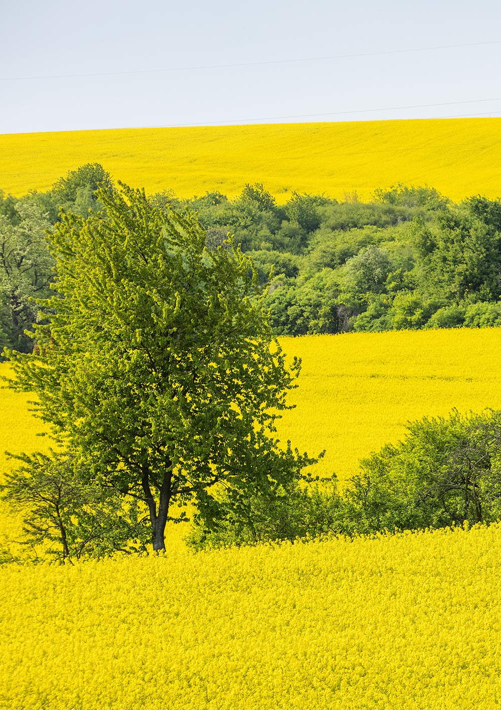 Kleeschulte MORITZ label close-up highlighting organic and non-GMO certification