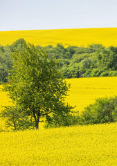 Kleeschulte MORITZ label close-up highlighting organic and non-GMO certification