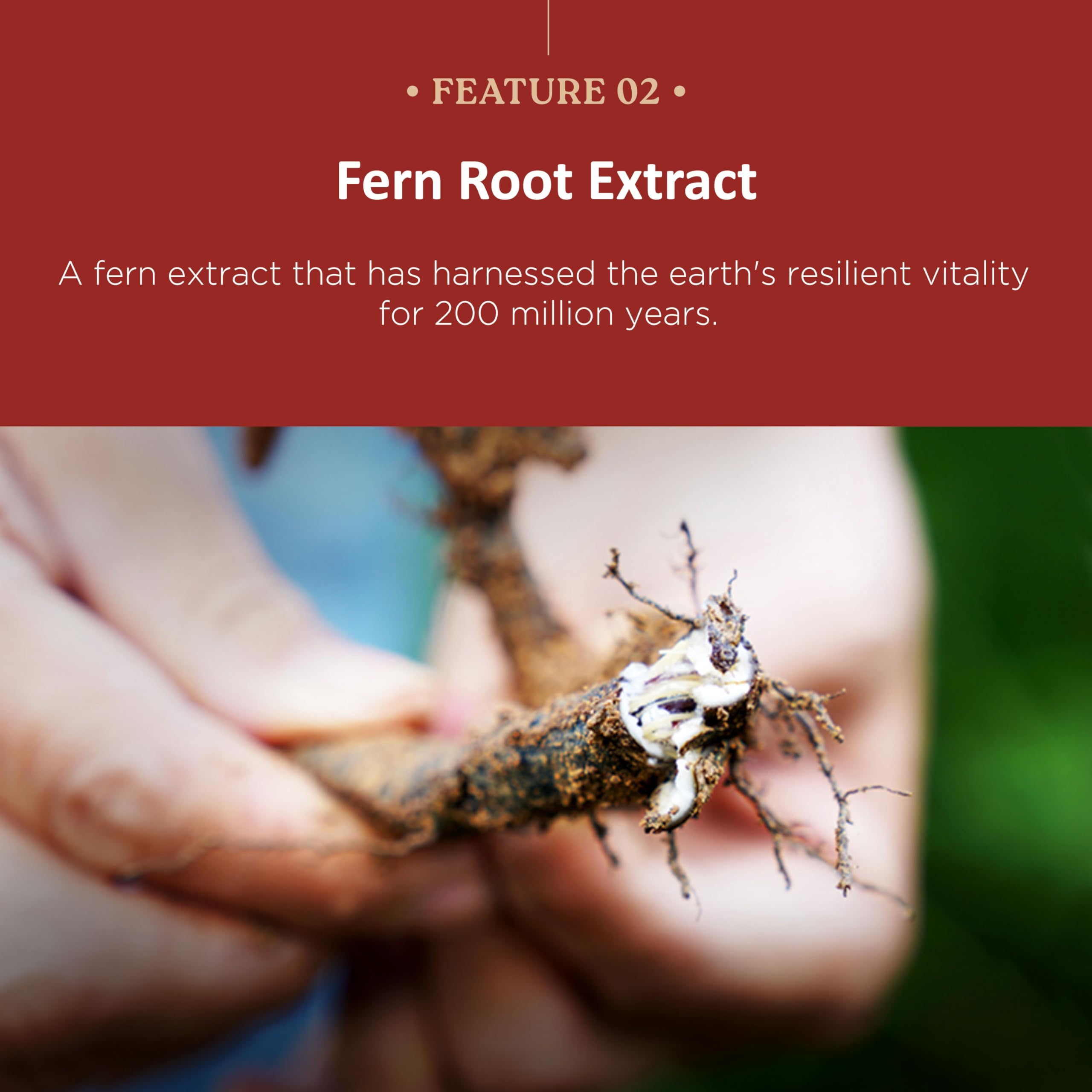 KPRODUCT4U ginger root close-up emphasizing fresh spice and flavor balance in the formula