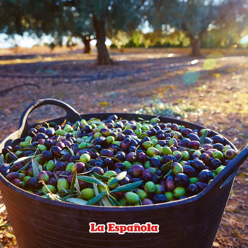 La Española pouring oil closeup highlighting fresh texture and aroma benefit