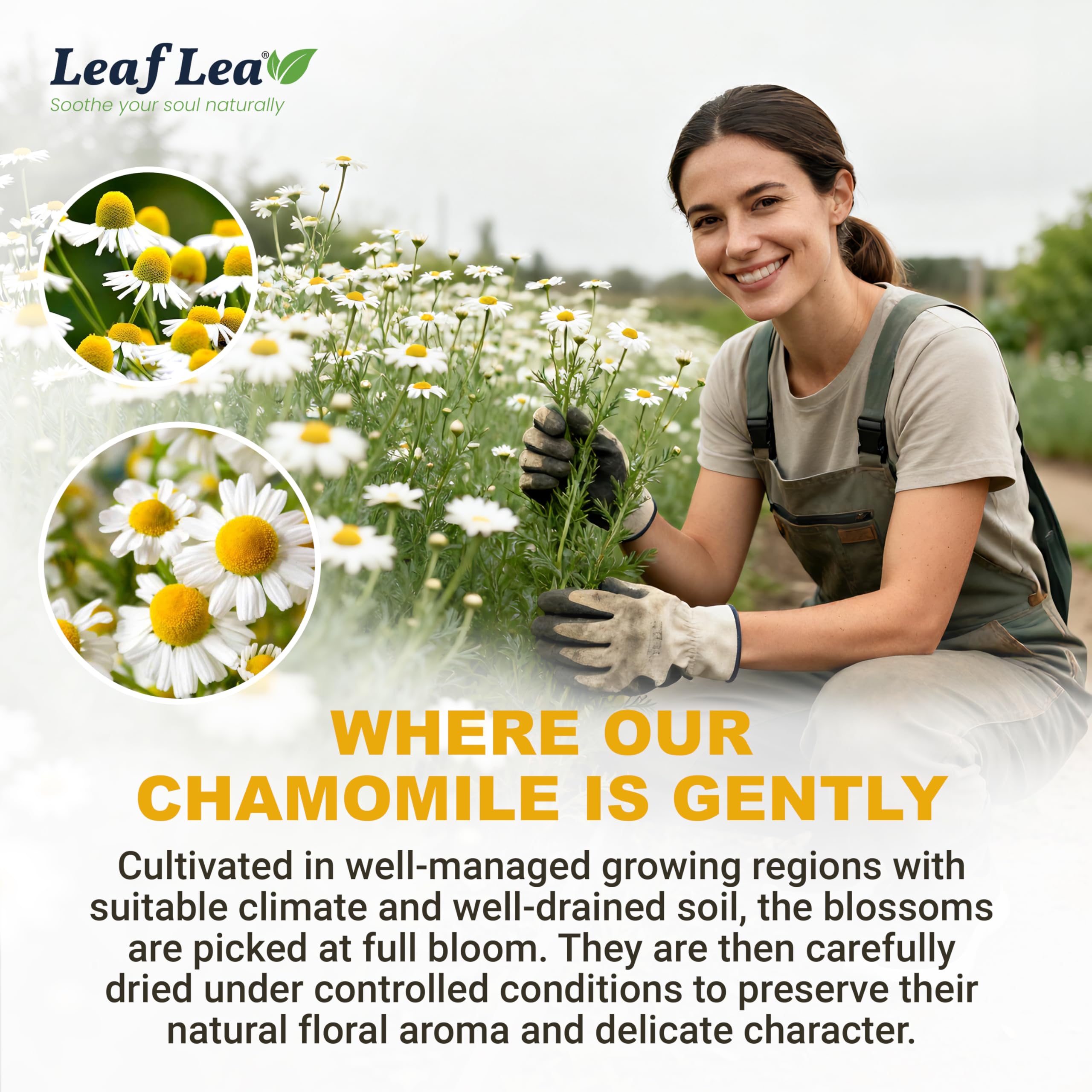 LeafLea label and ingredient list showing transparent product information