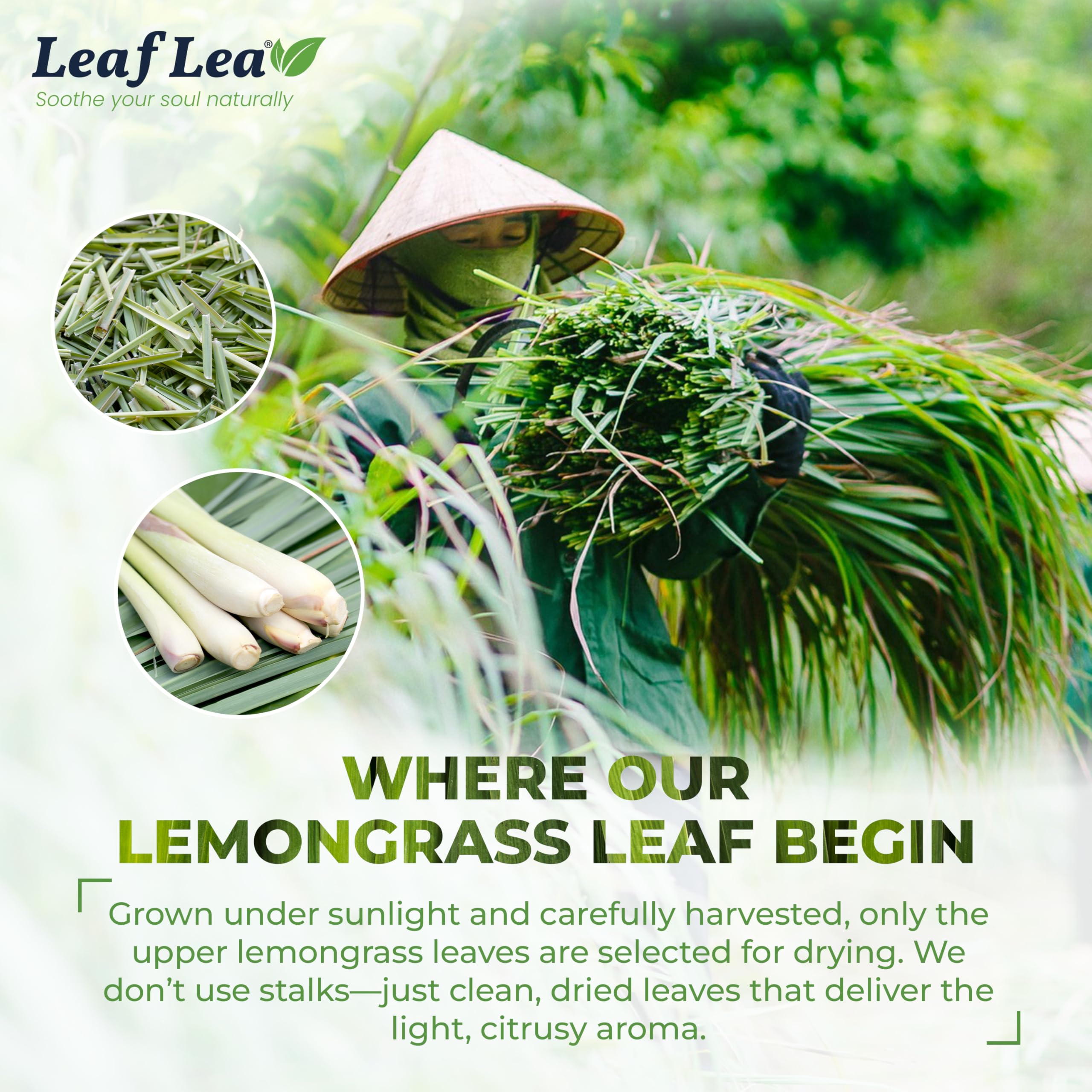 LeafLea paper tea filter detail showcasing plastic-free steeping ease