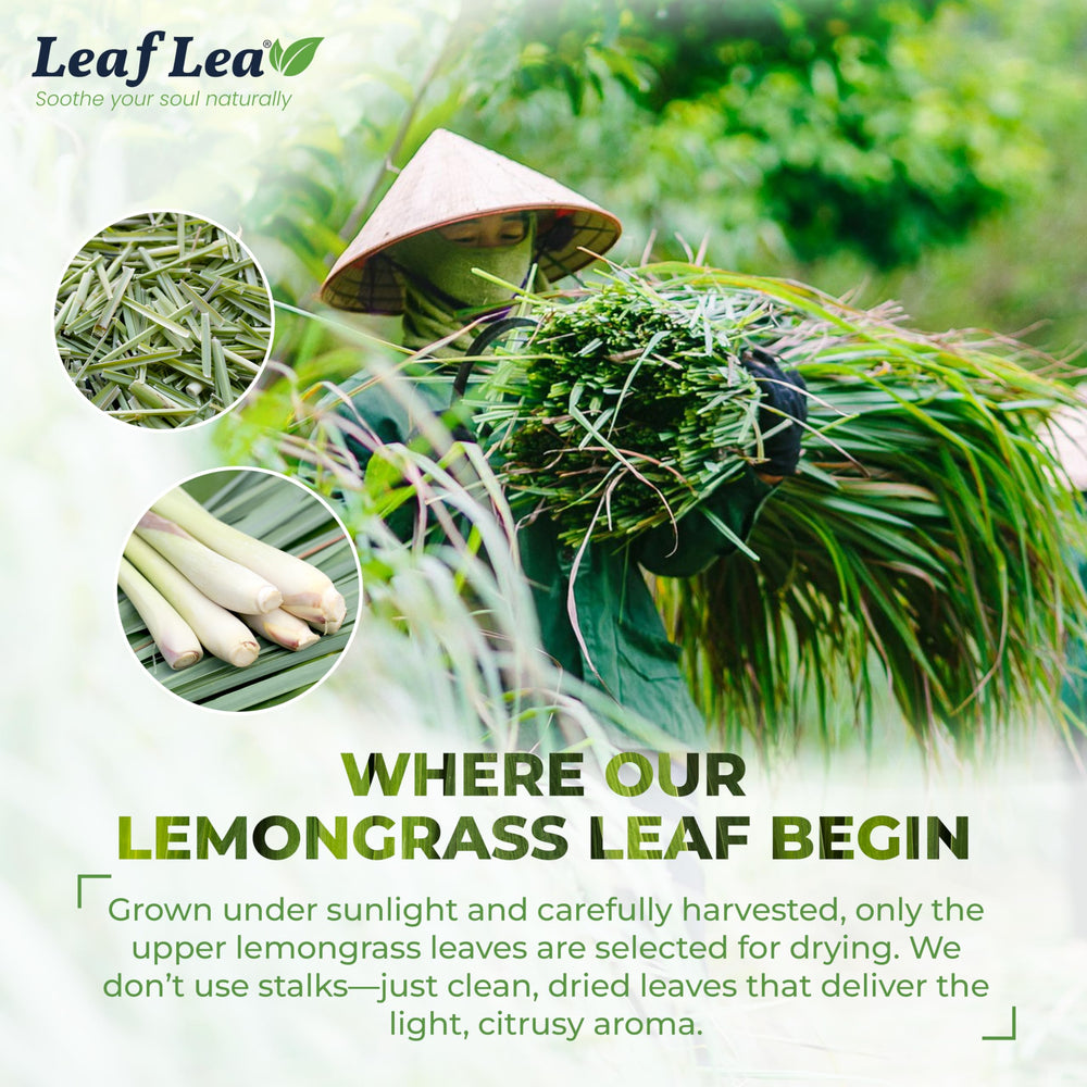 LeafLea paper tea filter detail showcasing plastic-free steeping ease