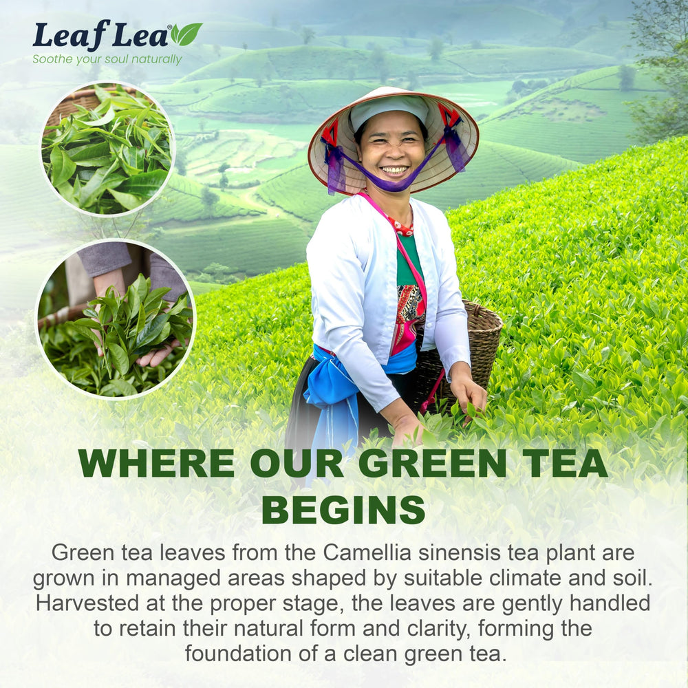 LeafLea box next to mug for scale and convenient single-serve sizing