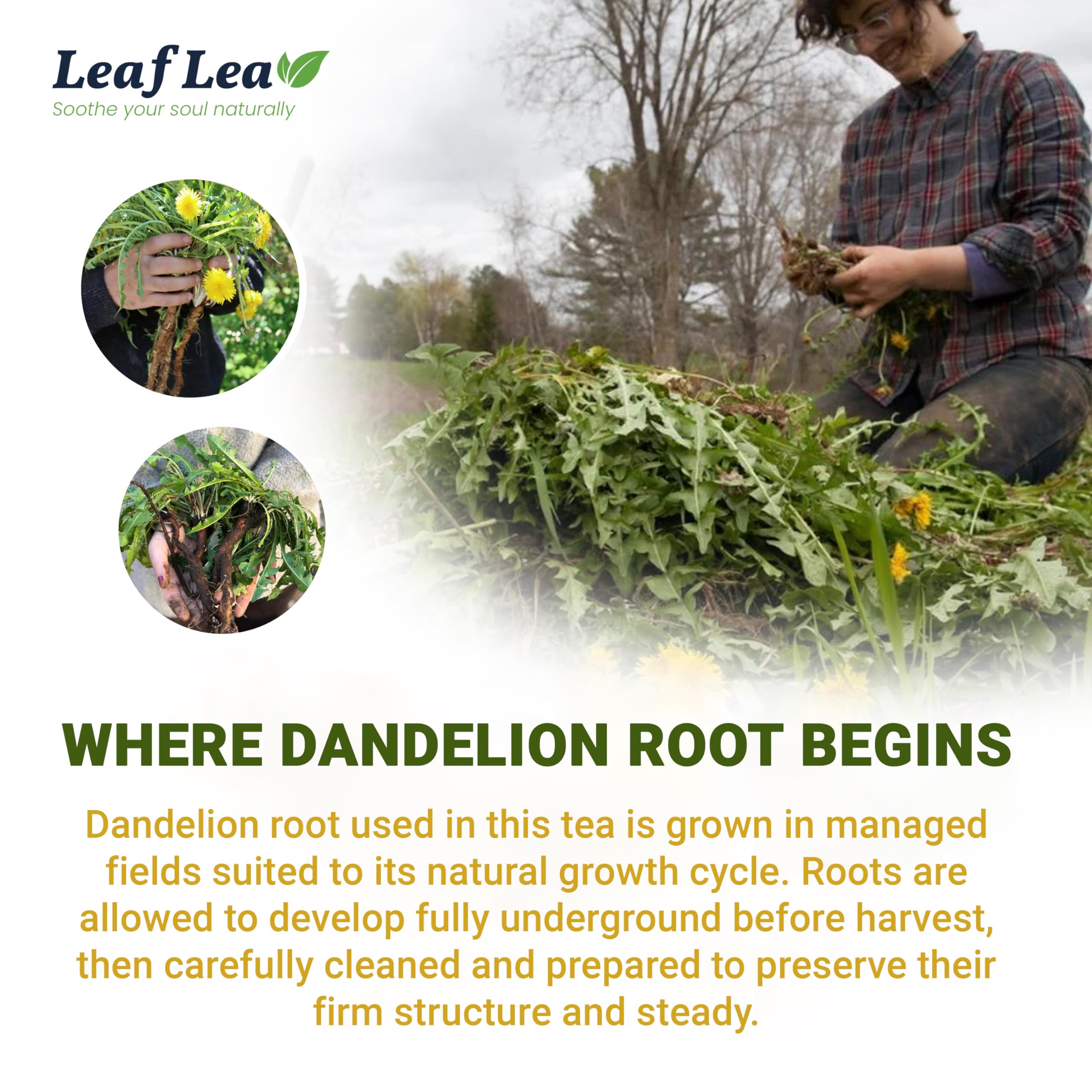 LeafLea sun-dried dandelion roots on cloth emphasizing traditional processing