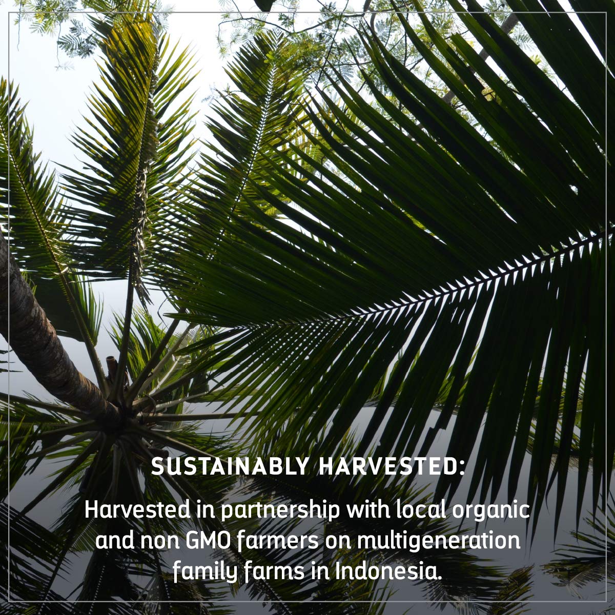 Madhava farmers harvesting palm sap illustrating sustainable sourcing and tradition