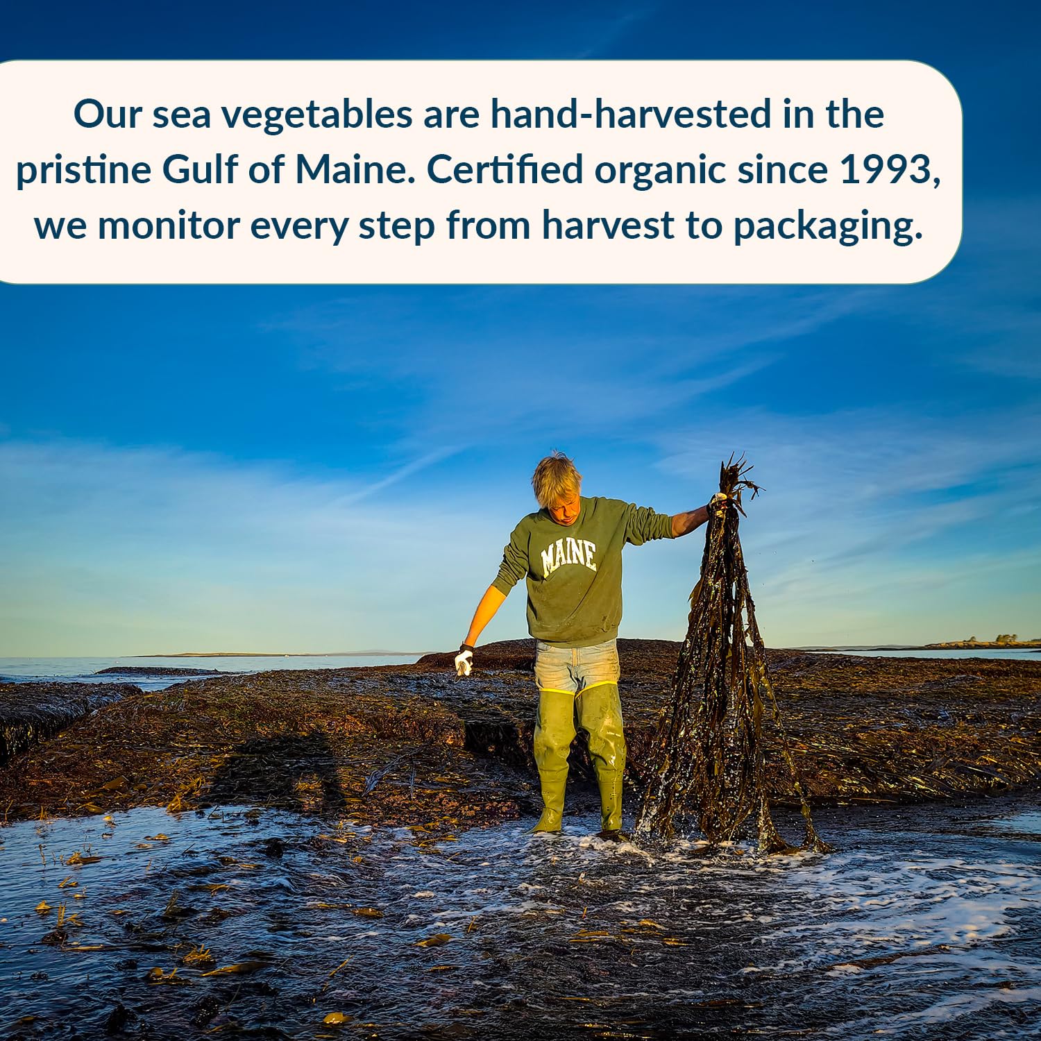 Maine Coast Sea Vegetables product label and OCIA organic certification for clean‑label assurance