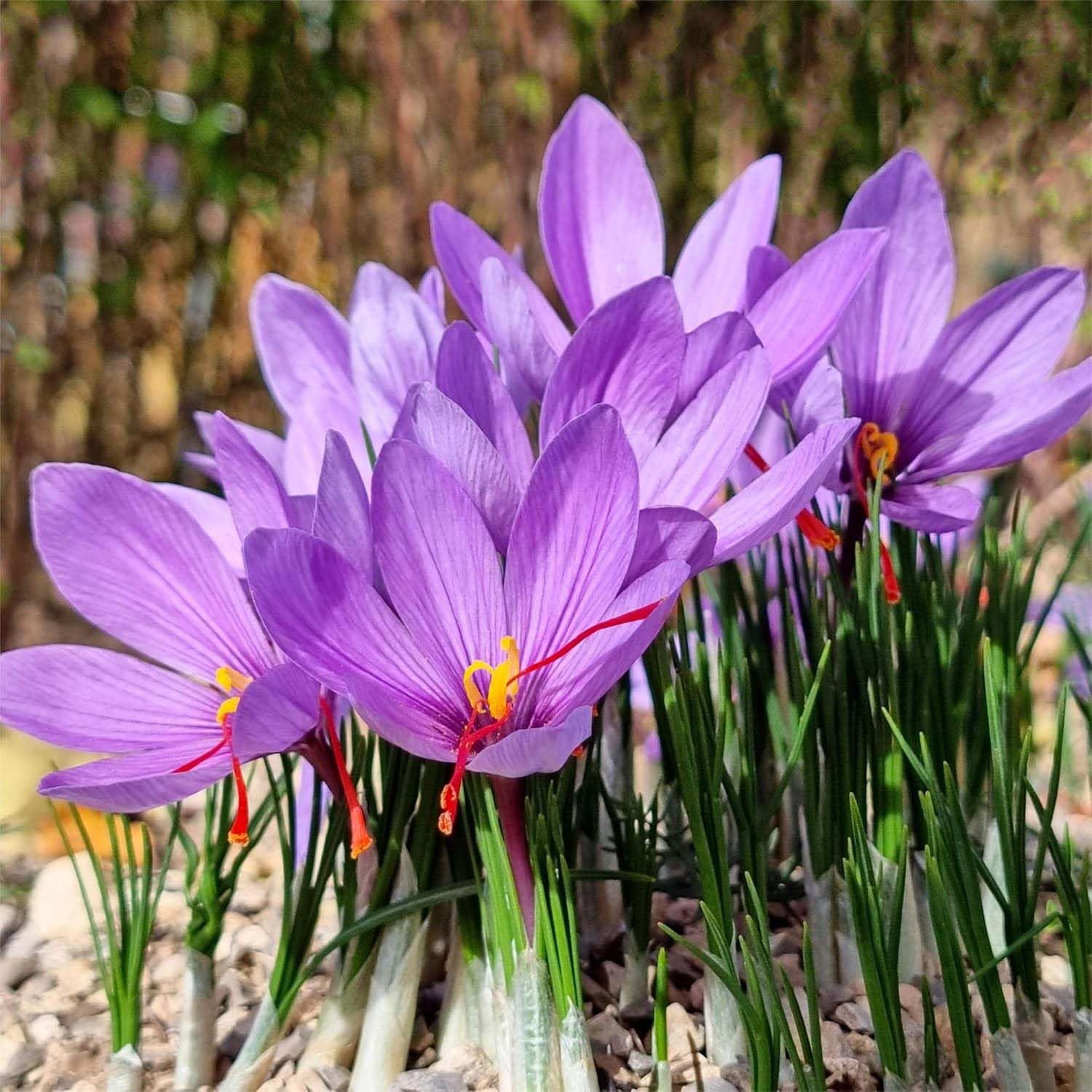 Marde Ross saffron corm close-up showing firm 9 cm texture and healthy bulb quality for better blooms