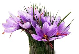 Marde Ross saffron corms planted pointy-end up in well-drained soil demonstrating correct planting for success