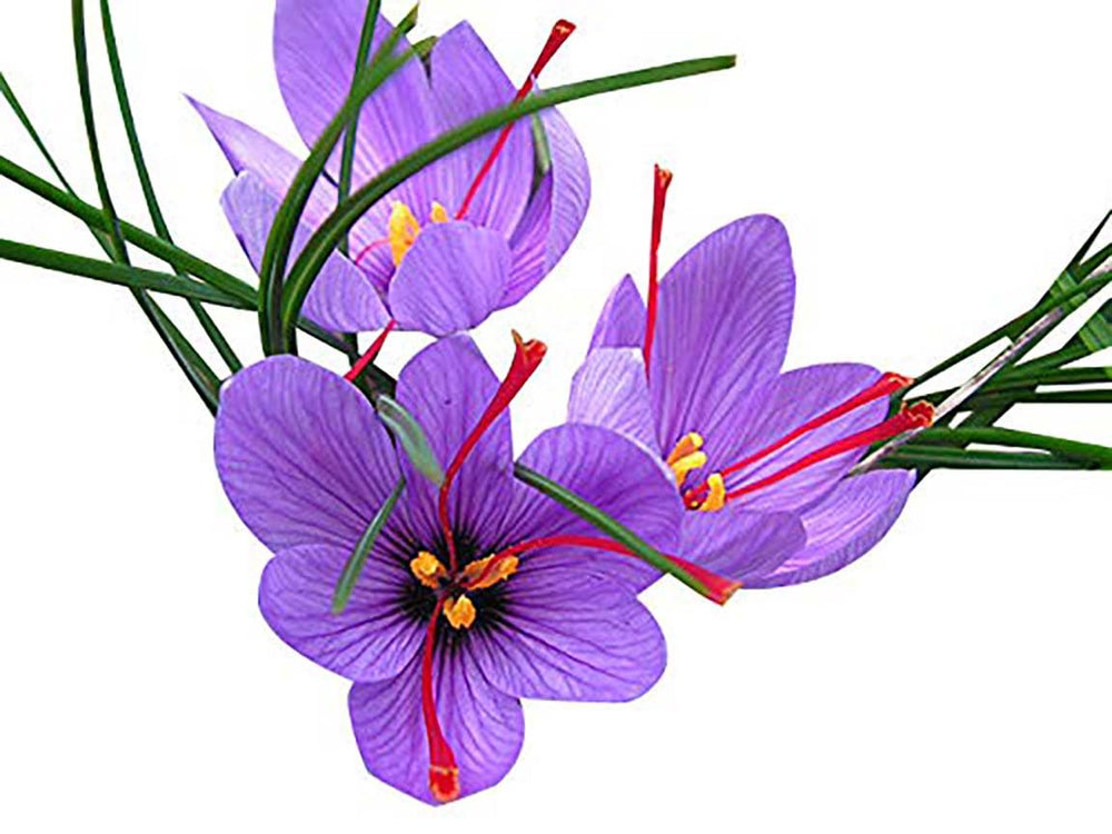 Marde Ross saffron crocus flower open with red stigmas visible for harvesting fresh saffron threads