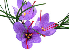 Marde Ross saffron crocus flower open with red stigmas visible for harvesting fresh saffron threads