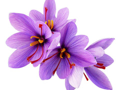 Marde Ross & Company front packaging showing five premium saffron corms for easy planting