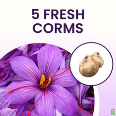 Marde Ross & Company corm cross-section texture showing firm interior and planting quality