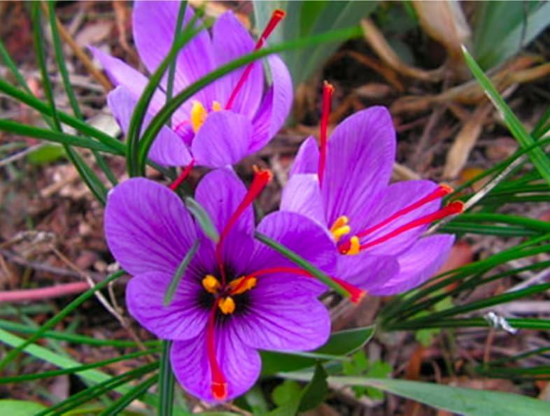 Marde Ross harvested saffron stigmas in a dish illustrating concentrated spice yield and culinary value