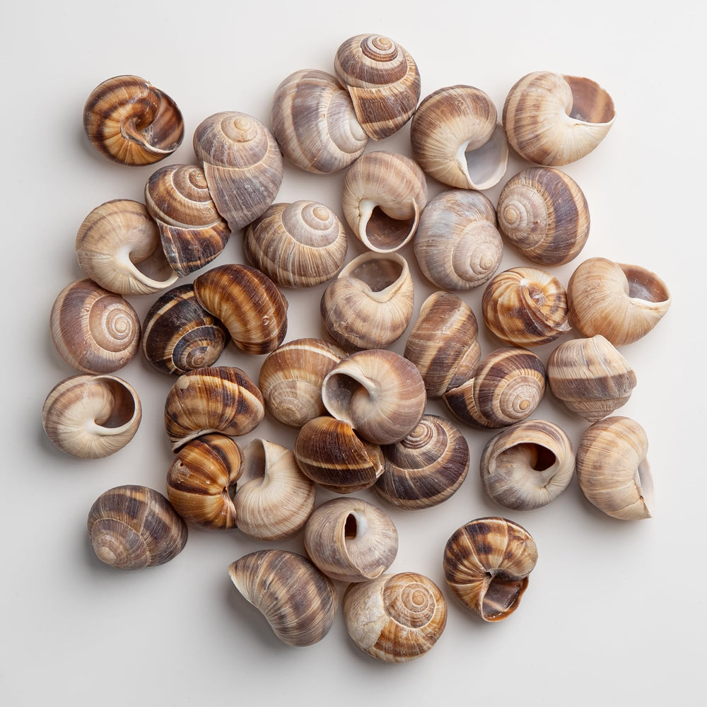MARKY'S close-up of shell spiral texture showing natural detail and presentation benefit