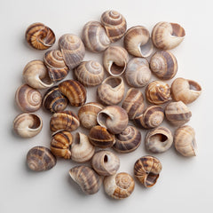MARKY'S close-up of shell spiral texture showing natural detail and presentation benefit
