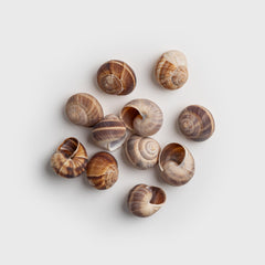 MARKY'S filled escargot shells on tray demonstrating easy serving and visual appeal