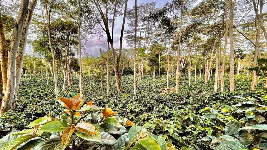 MESA DE LOS SANTOS shaded coffee farm in Santander showing sustainable farming