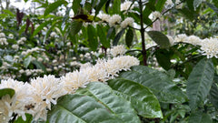 MESA DE LOS SANTOS ground coffee texture conveying rich mouthfeel