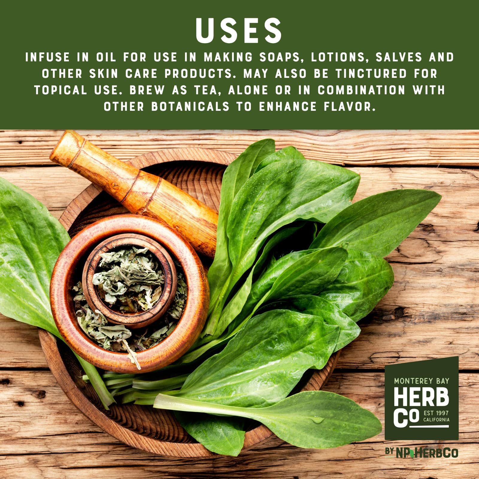 MONTEREY BAY HERB CO jar of oil infused with plantain leaf, ready for salves and lotions
