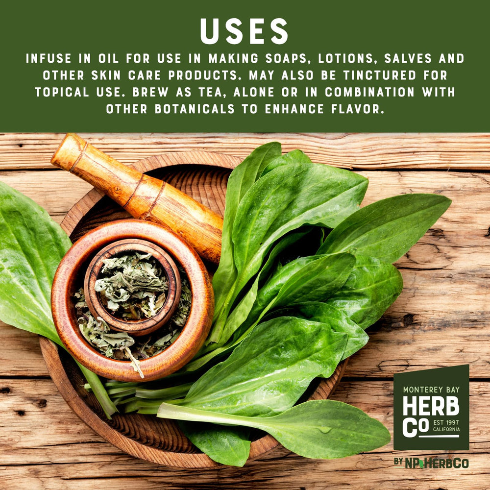 MONTEREY BAY HERB CO jar of oil infused with plantain leaf, ready for salves and lotions