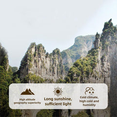 MOORCHOCO detailed root texture of Angelica sinensis, illustrates premium drying benefit