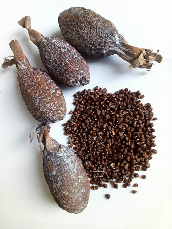 Motherland Goods front packaging with whole pods showing fresh citrus-pepper aroma