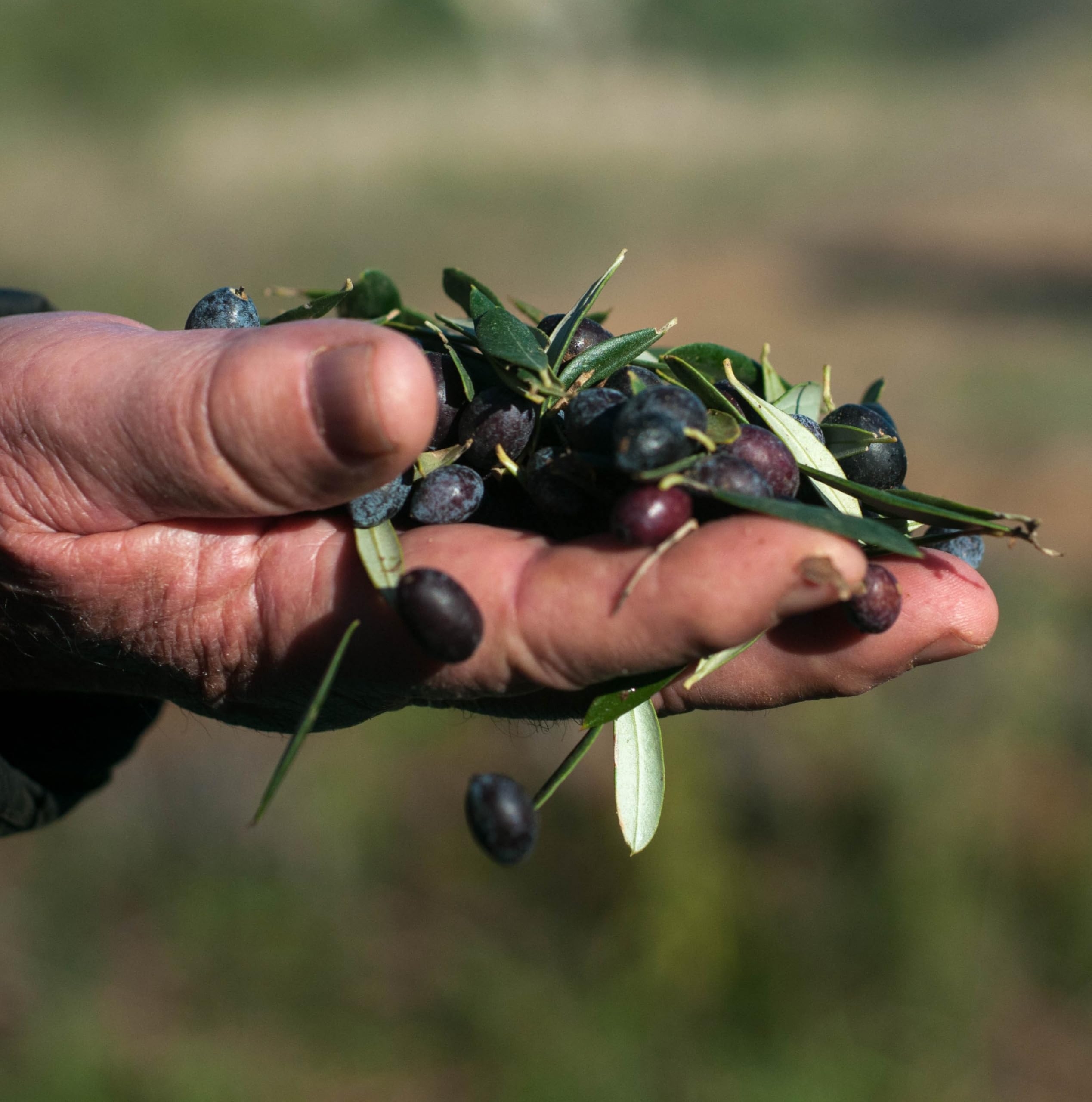 Greek olive groves at harvest representing Mr. Papou's single-origin authenticity benefit