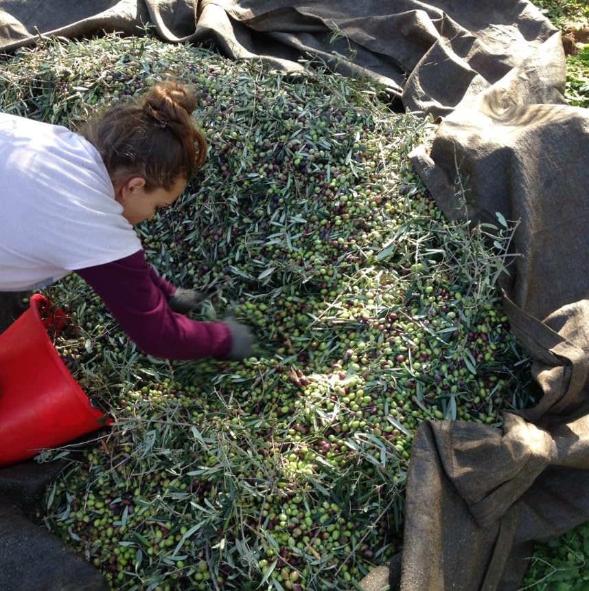 Mr. Papou's oil being poured into pan demonstrating cooking versatility benefit